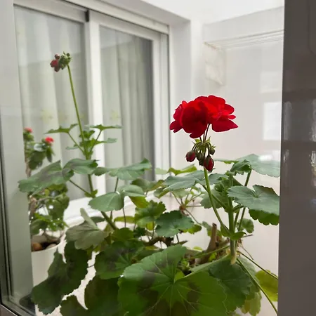 Duna Sunset Apartment Daimús